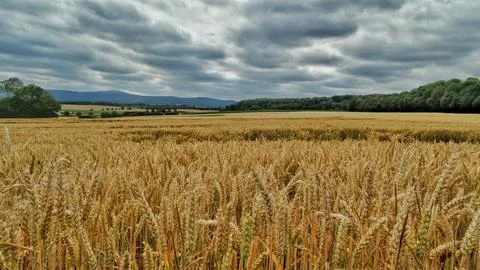 Cornfield with couds on the forest Stock Photos