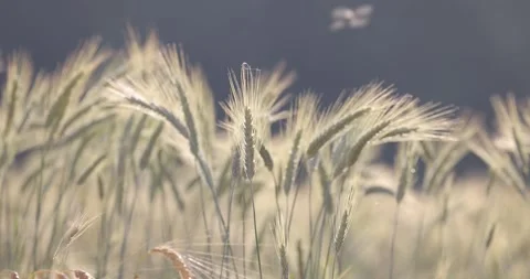 Cornfield in the countryside close up Stock Footage 312282988