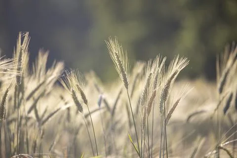 Cornfield in the countryside close up 스톡 사진