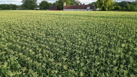 Cornfield on a Countryside Farm Stock-Footage 248874091