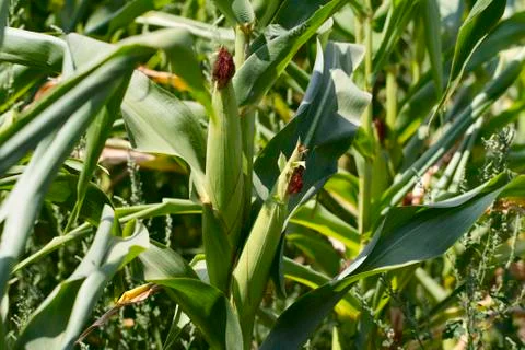 Cornfield in countryside Stock Photos