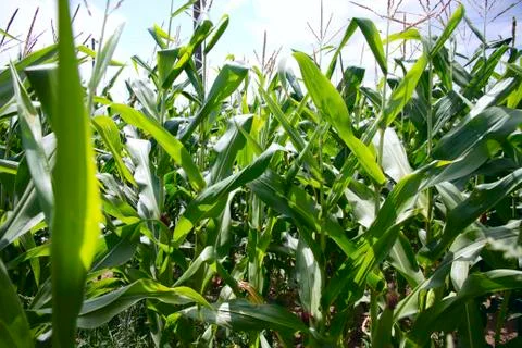 Cornfield in countryside Stock Photos