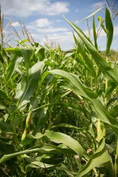 Cornfield in countryside Stock Photos