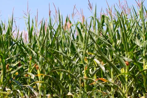 Cornfield in countryside Stock Photos