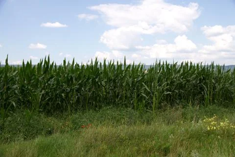 Cornfield in countryside Stock Photos
