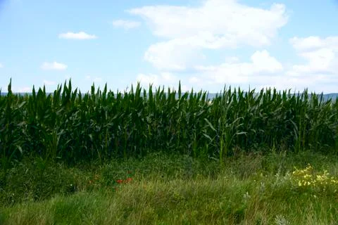 Cornfield in countryside Stock Photos
