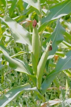 Cornfield in countryside Stock Photos