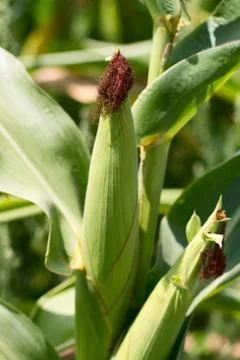 Cornfield in countryside Foto stock