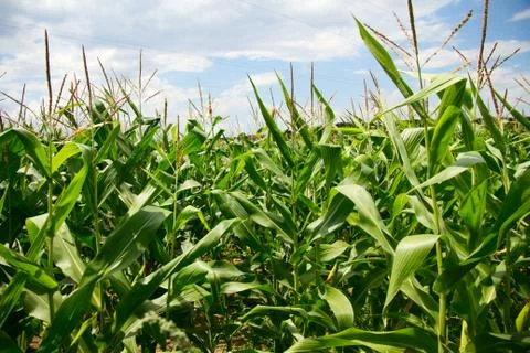 Cornfield in countryside Stock Photos