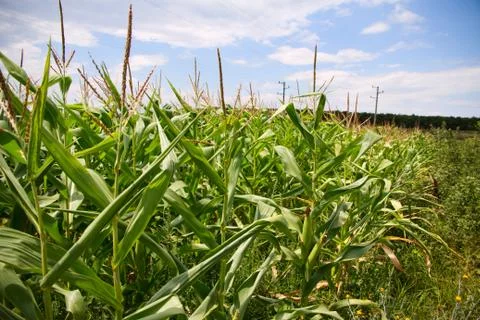 Cornfield in countryside Stock Photos