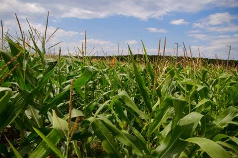 Cornfield in countryside Foto stock