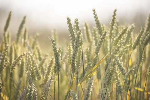 Cornfield in the countryside 스톡 사진