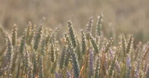 Cornfield in the countryside waving in the wind Stock Footage 312282986