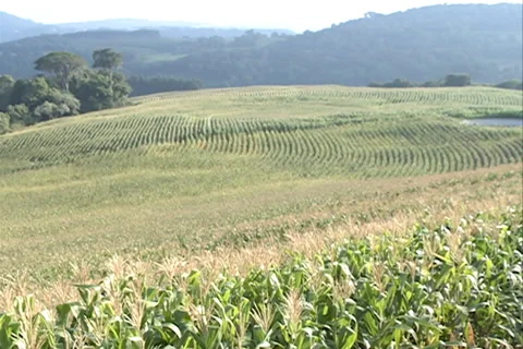 Cornfield cultivation SD 21 Video stock 37454647