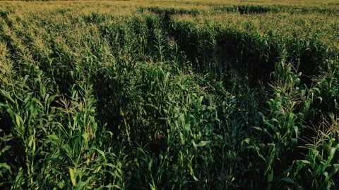 A cornfield damaged by a storm Stock Footage 275704334