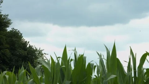 Cornfield with darkclouds Video stock 77719000