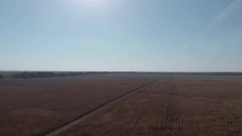 Cornfield in the daytime Video stock 142018582