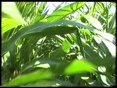 Cornfield Details Stock Footage 342688401