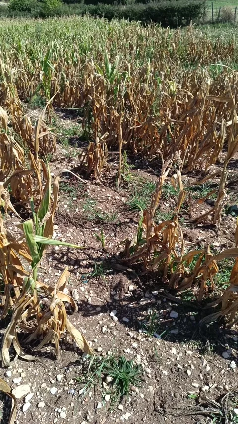 Cornfield devastated by the summer drought Stock-Footage 344929777
