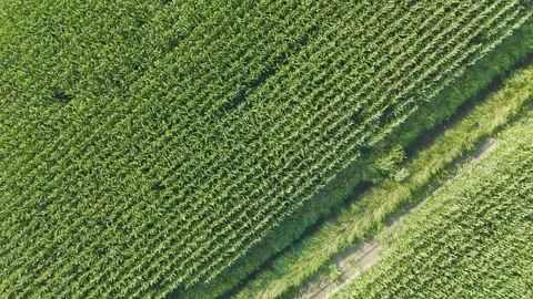 Cornfield, diagonal flight over corn stalks. Ripening of the corn field. Stock Footage 282969109