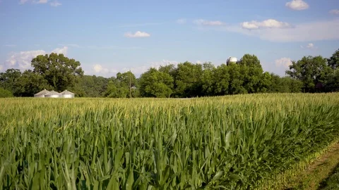 Cornfield with Distant Silo 스톡 동영상 91410571