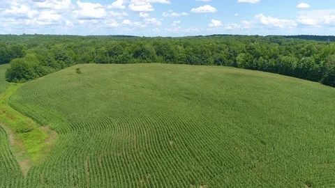 Cornfield Dolly Shot - 4K Drone Footage Stock Footage 210027237