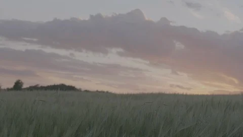 Cornfield dolly shot sideways in slow motion. Ungraded VLog Stock Footage 91831424