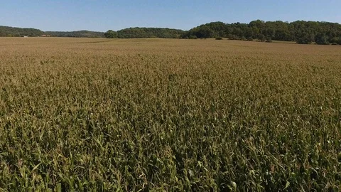Cornfield (drone) Stock Footage 107350059