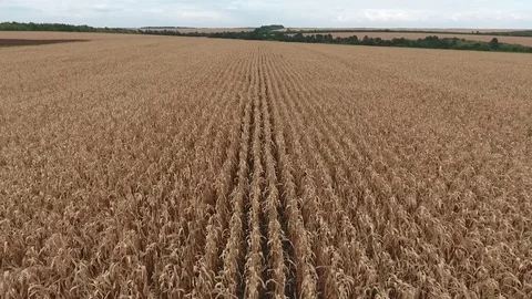 Cornfield. Drone video. Corn crop Stock Footage 126961416