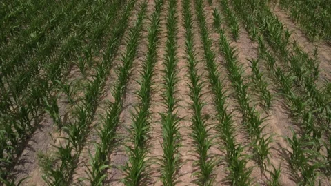Cornfield in Drought Stock Footage 201444330