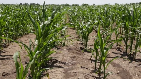Cornfield in drought weather Stock-Footage 80866186