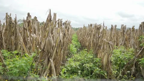 Cornfield with Dry Crop Stock Footage 293179738
