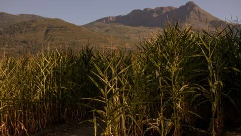 Cornfield At Dusk With Mountains In The Background Stock Photos