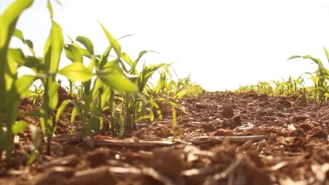 Cornfield in early spring - Single row of young plants Stock Footage 83087042