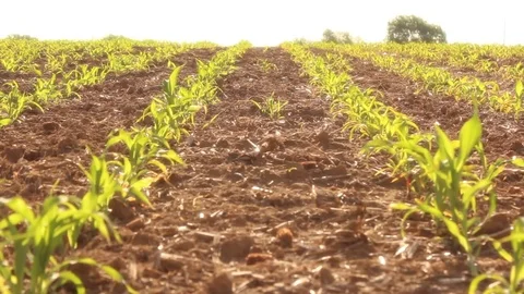 Cornfield in Early Spring - Two rows of young plants Stock Footage 83087031