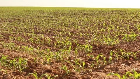 Cornfield in Early Spring - Young Plants, medium wide Stock Footage 83087038