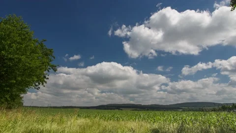 Cornfield in early summer,4k,timelapse Stock Footage 230874722