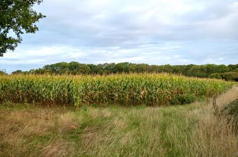 Cornfield edge with trees and dry grass Stock Photos