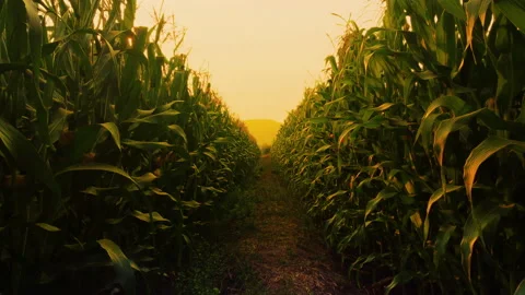 Cornfield in the evening and light shines sunset Stock Footage 166130308