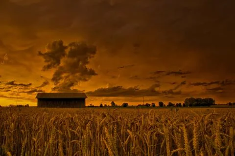 Cornfield in the evening Foto stock