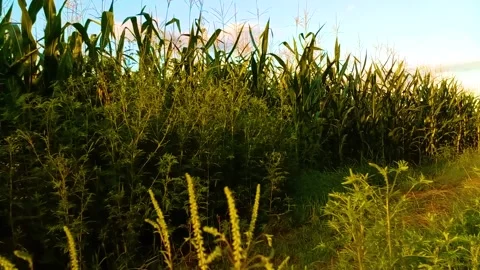 Cornfield with excellent sun glare MVI 9341 71 Stock Footage 167772398
