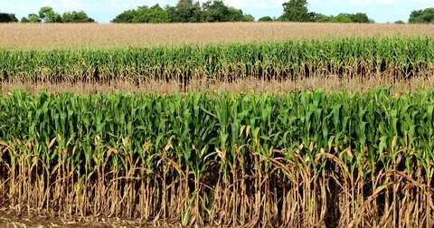Cornfield farm Stock-Footage 72995592
