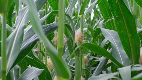 Cornfield farm nature corn green outdoor day Video stock 171092953