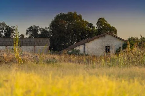 Cornfield on a farm in summer Stock Photos