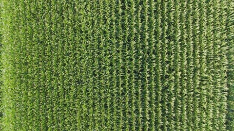 Cornfield, flight over corn stalks. Ripening of the corn field. Stock Footage 282969119