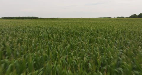 Cornfield fly over kansas midwest Stock Footage 297839977