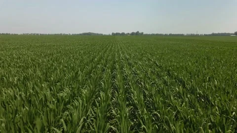 Cornfield Flyover Video stock 160921187