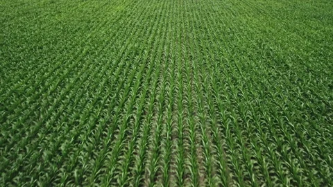 Cornfield Flyover Stock Footage 201454652