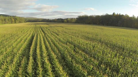 Cornfield flyover_1 스톡 동영상 31031881