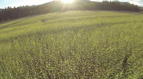Cornfield flyover_2 스톡 동영상 31032344